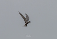 Sterna hirundo longipennis