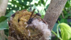 Aculeata