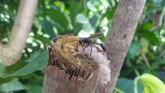 Aculeata