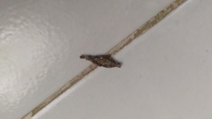 Lepidoptera