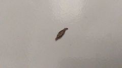 Lepidoptera