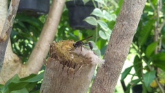 Aculeata