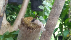 Aculeata