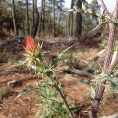 Cirsium anartiolepis