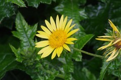 Berkheya maritima