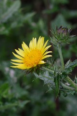 Berkheya maritima