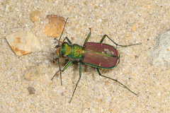 Cicindela splendida