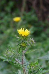 Berkheya maritima