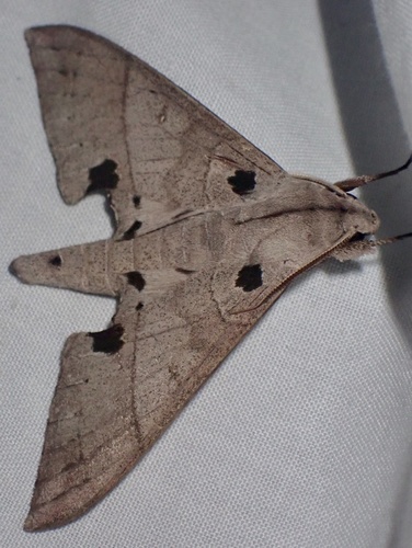 Polyptychus carteri
