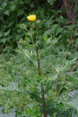 Berkheya maritima