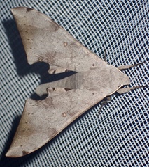 Neopolyptychus spurrelli