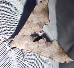 Neopolyptychus spurrelli