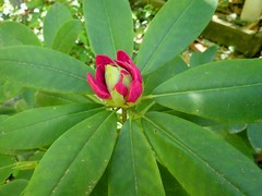 Rhododendron catawbiense