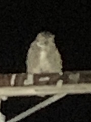 Bubo virginianus