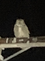 Bubo virginianus