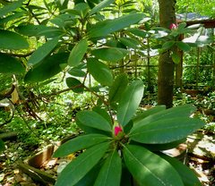 Rhododendron catawbiense