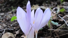 Colchicum decaisnei