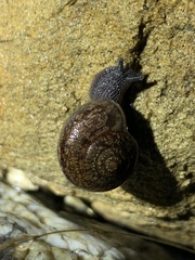 Helminthoglypta contracostae