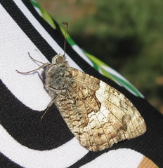 Hipparchia pellucida