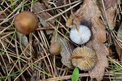 Strobilurus esculentus