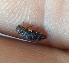 Coraebini