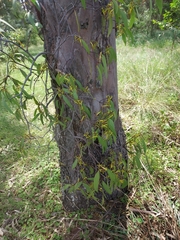 Lorantheae