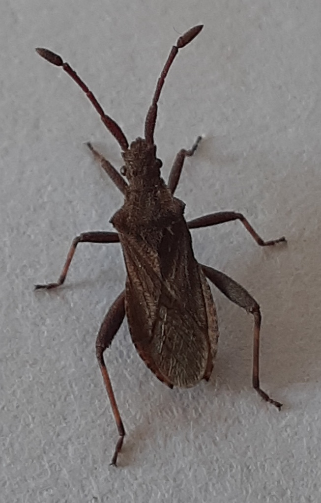 Psilolomia