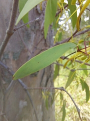 Lorantheae