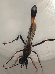Ammophila ferrugineipes