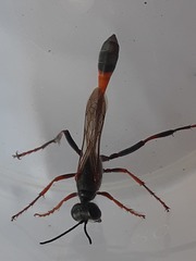 Ammophila ferrugineipes