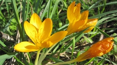 Crocus graveolens
