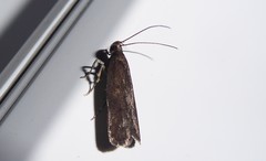 Phaeosaces apocrypta