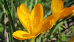 Crocus graveolens
