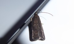 Phaeosaces apocrypta