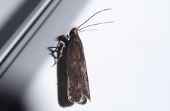 Phaeosaces apocrypta