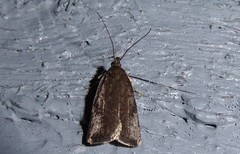 Phaeosaces apocrypta