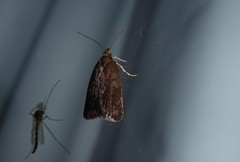 Phaeosaces apocrypta