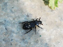 Clinterocera scabrosa