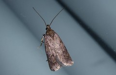 Phaeosaces apocrypta