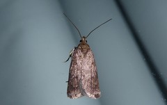 Phaeosaces apocrypta