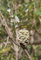 Banksia saxicola