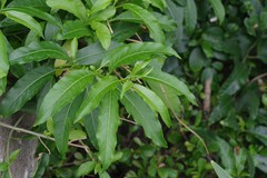 Cestrum laevigatum