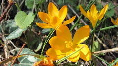 Crocus graveolens
