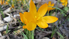 Crocus graveolens