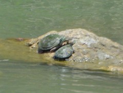 Trachemys scripta elegans