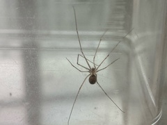 Physocyclus globosus