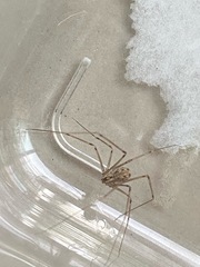 Physocyclus globosus