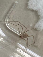 Physocyclus globosus