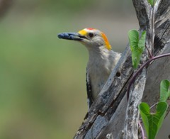 Melanerpes aurifrons
