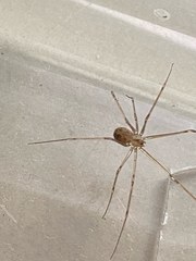 Physocyclus globosus